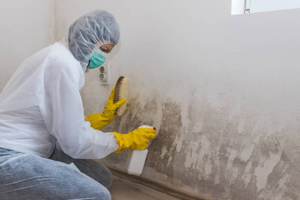 Best Comprehensive Air Testing for Mold Contaminants in Salina, UT