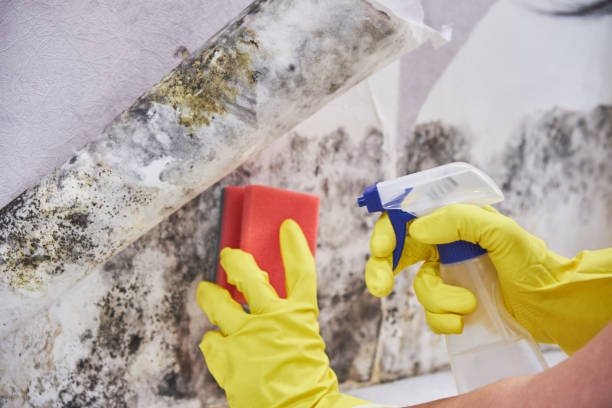 Best Mold Prevention Services in Salina, UT